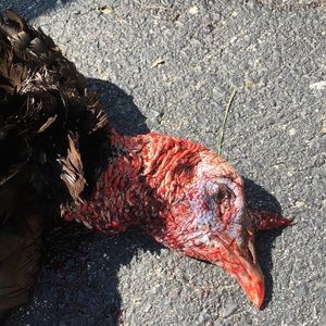 Meet your Posher, Tyler